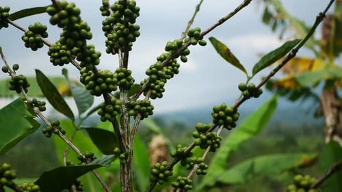 fresh coffee berries