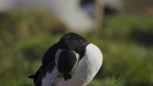 A puffin grooming on a grassy coastal cliff during the summer sunrise in a serene Icelandic habitat