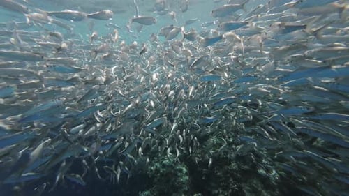 Underwater View of Shoal Sardine Fish in Sea