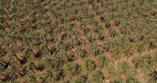 Rows of Date Palms plantation, Top down view.