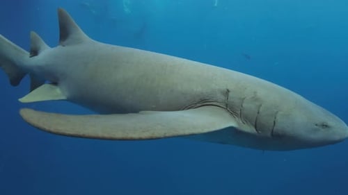 Nurse sharks. Underwater view of the Nurse shark (Ginglymostoma cirratum) swimming in the ocean