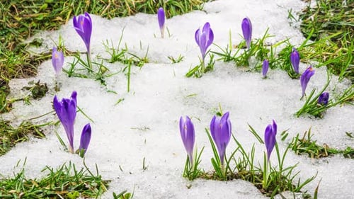 Snow Melting and Saffron Crocus Flower Blooming in Spring Time Lapse