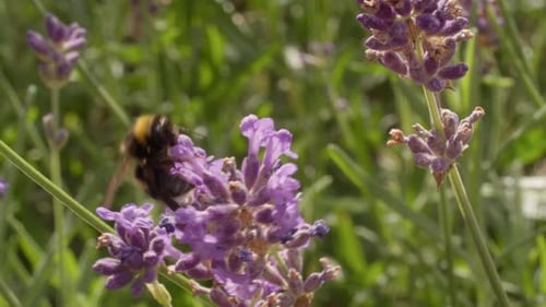 Bumblebee on Vibrant Lavender Flower