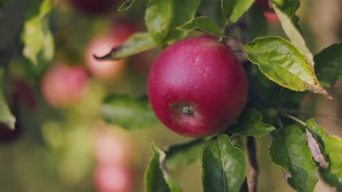 Branch with Apples Closeup
