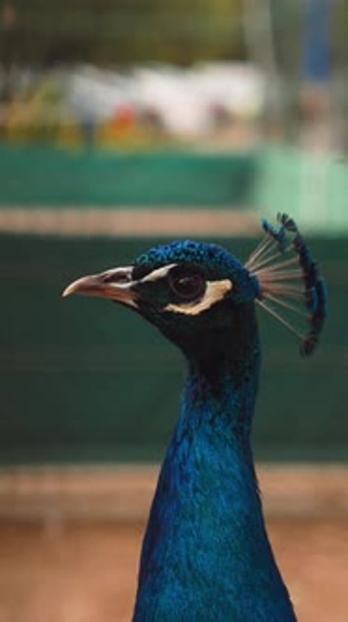 Close Up of a Regal Blue Peacock