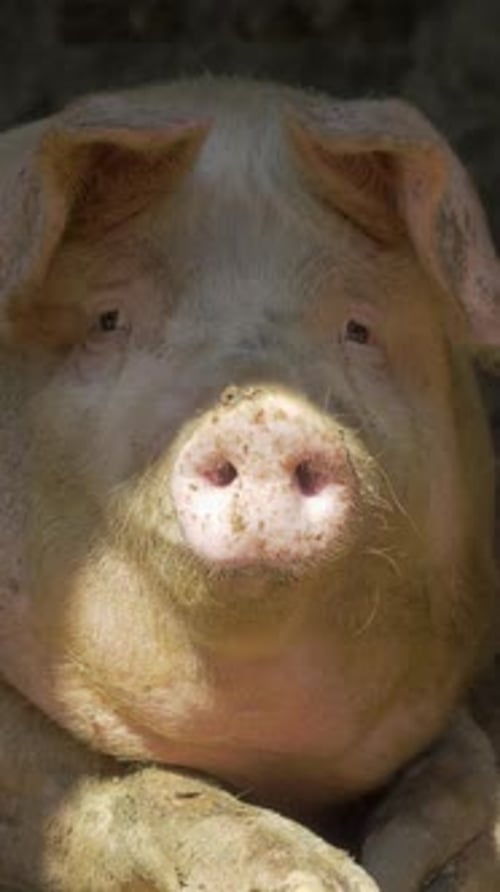 Aufzucht und Zucht von Hausschweinen als Nutztiere untergehen