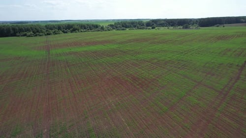 Farmer's Field With Young Shoots Of Plants