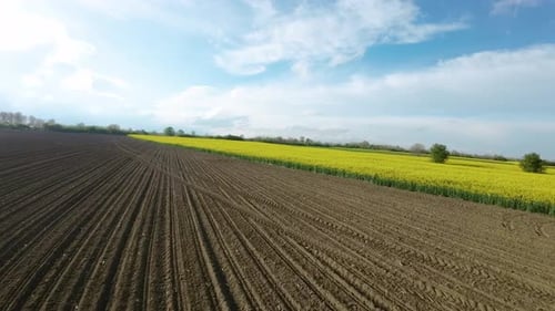 Aerial Flight Over Rapeseed Flowers and Ploughed Fields