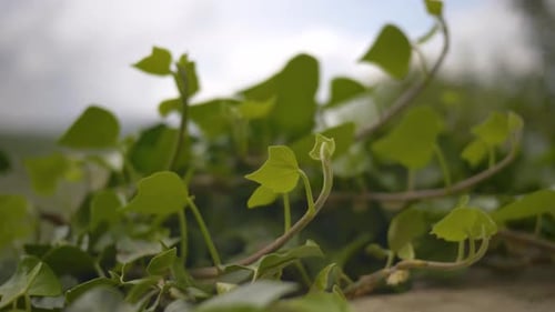 Green ivy leaves tremble in the wind against a blurred sky background