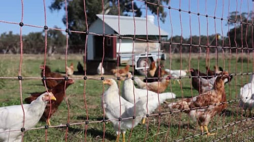 View Through Electric Fence of Chickens and Coop