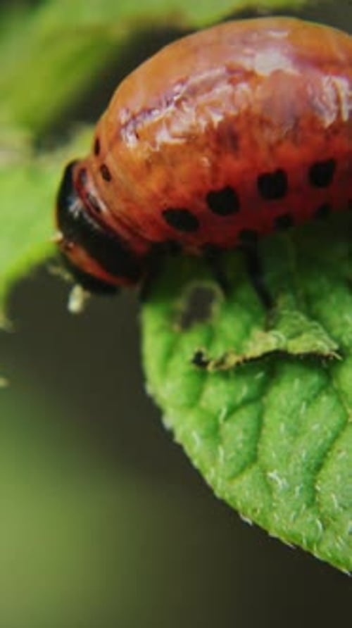 Larve des Leptinotarsa decemlineata-Käfers