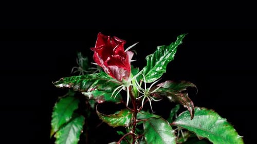 Pink Hibiscus Opens Big Flower in Time Lapse on a Green Variegated Leaves. Blooming Red Plant
