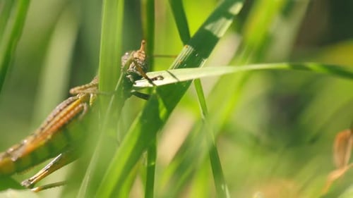 A close-up grasshopper eating grass
