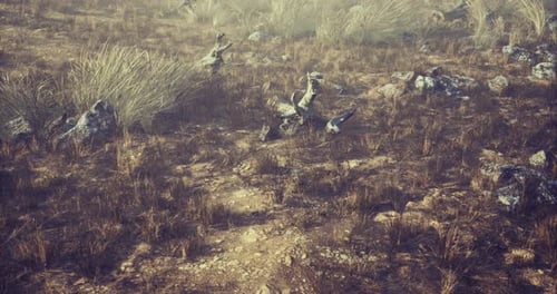 Dry Grass Field Landscape Scenic Nature Motion Background Loop
