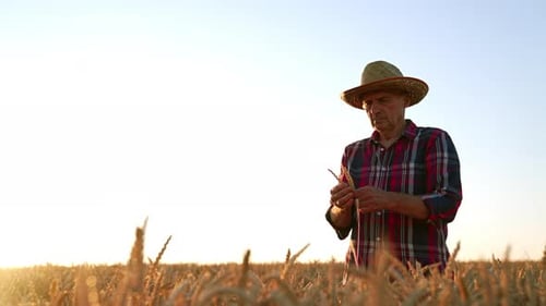 Farmer Inspecting Wheat in a Golden Field