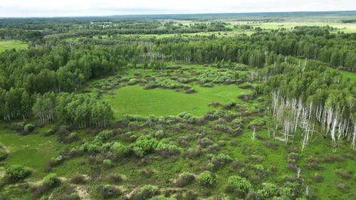 Drone View of a Clearing in the Middle of the Birch Forest on a Cloudy Day