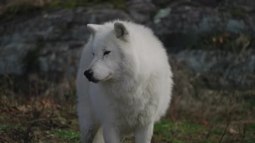 Arctic Wolf Standing And Looking Around In Parc Omega, Quebec, Canada. - wide shot