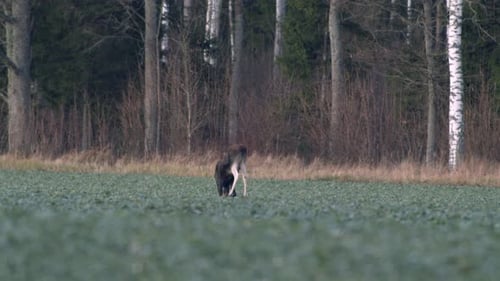 A flock of moose elk feeding on rapeseed field on their knees in evening dusk