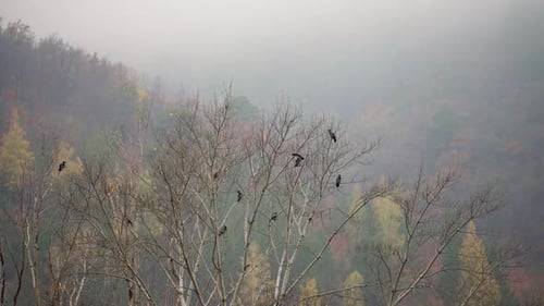 Flock of Black Birds in Autumn Tree