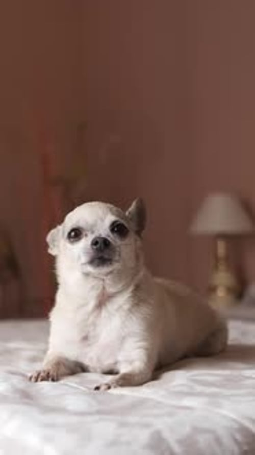 Lindo perro chihuahua blanco sentado en una acogedora cama en el dormitorio, imágenes verticales