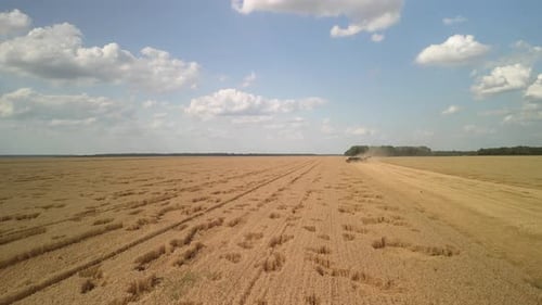 Wheat field aerial view in Ukraine