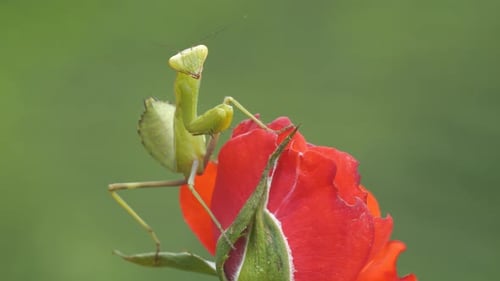 Praying Mantis