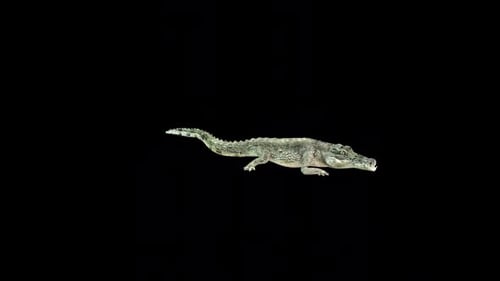 Crocodile Attack 2