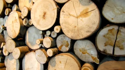 Artistic display of wooden tree stump cuts