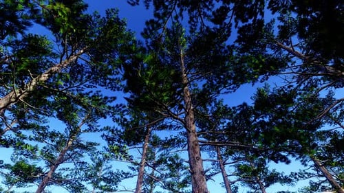 Blue Sky And Siberian Pine Forest 02 HD