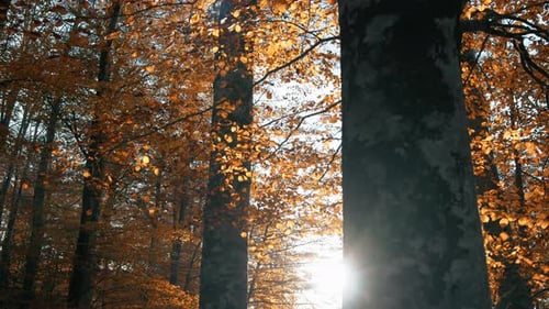 Le soleil brille dans la forêt d'automne orange
