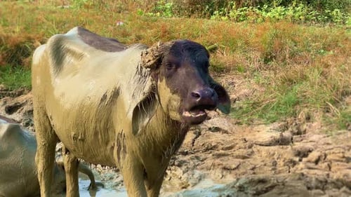Mud Covered Buffalo Standing Still Outdoors in Rural Area