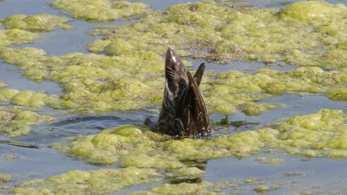 Closeup Mallard duck hens dabbling in green algae covered pond water