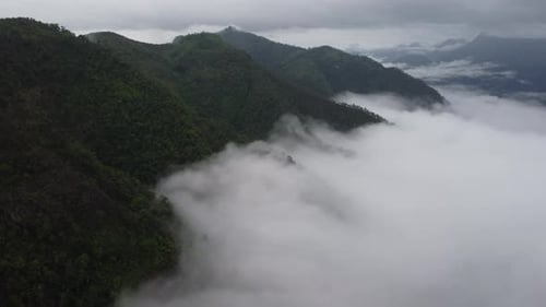 Aerial view of the trees in the valley with fog in the morning.