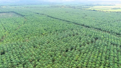 Aerial View of a Vast Palm Oil Plantation