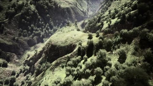 Aerial Forest Scenery European Fores
