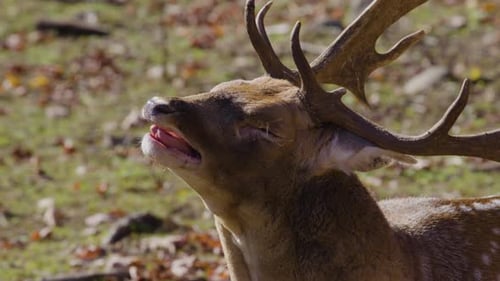 Close-Up of Deer Looking at the Camera