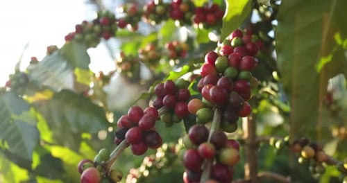 Group of ripe and raw coffee berries on coffee tree branch.