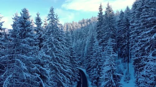 Aerial View Of Road Through Snow Pine Forest In Winter - drone shot