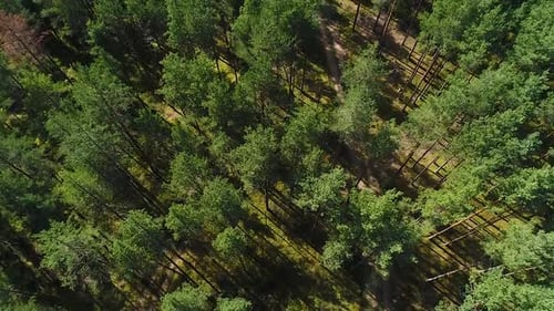 Colorful seasonal forests in autumn fall aerial wide view