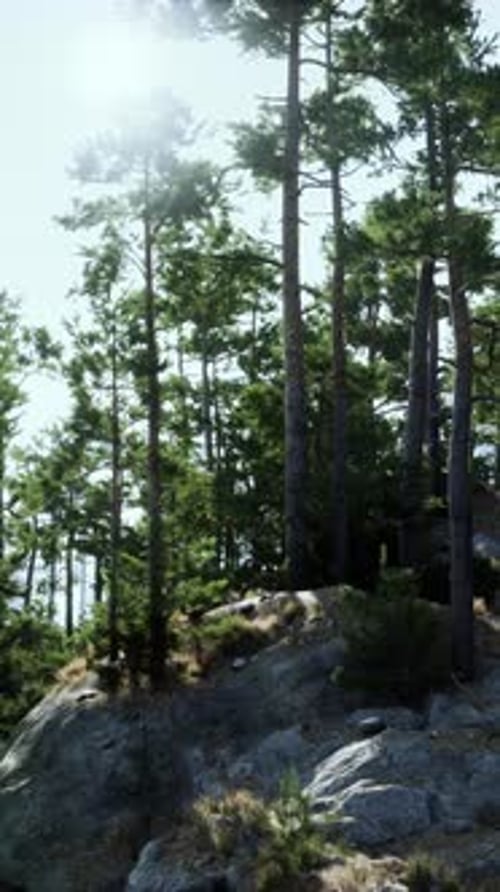 Sunlight Filtered Through Trees on Rocky Hill