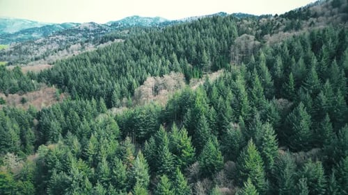 Pine forest in the mountains