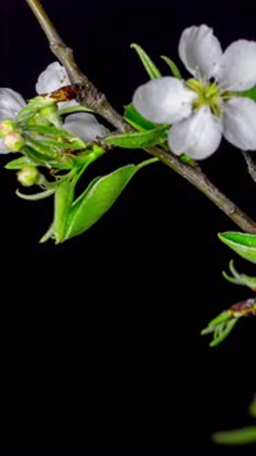 Time Lapse of Blossoming Flowers Wilting