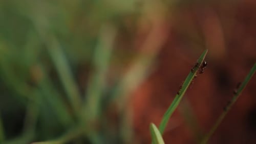 shot of an ant pile moving on a single leaf, isolated on blurred background.