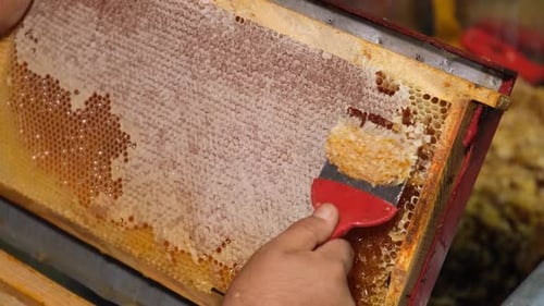 Honey Is Separated From The Honeycomb Frame