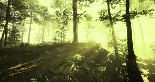 Sunlight Filters Through Trees in a Tranquil Forest During Morning Hours