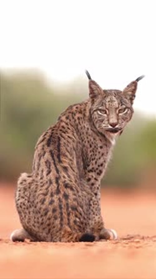 Lynx Sits and Looks Back