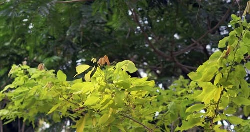 Gentle breeze rustling yellow leaves outdoor park nature scene lush environment close-up view