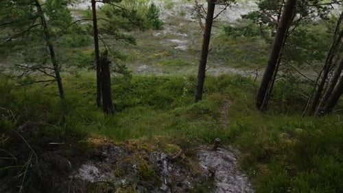 Stunning Aerial Footage Capturing the Beauty of Lush Forests and Expansive Grassy Plains in Real