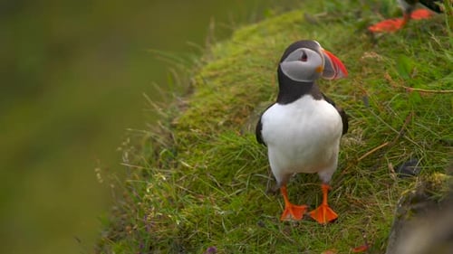 Slow Motion Puffin Closeup Standing On Grass Cliff Edge in Dyrholaey Cliffs Iceland. Handheld Camera