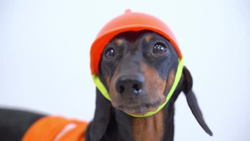 Cute Dachshund Dog Wearing Construction Outfit Close Up
